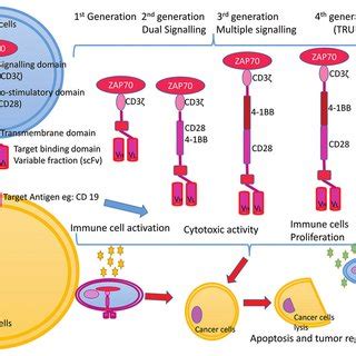 Four Chimeric Antigen Receptors Generations And Mechanism Of