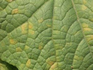 Downy mildew of Cucumber | Purdue University Vegetable Crops Hotline