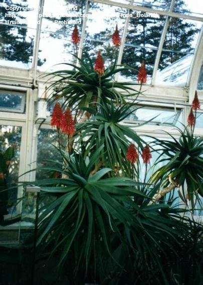 PlantFiles Pictures Aloe Species Torch Aloe Tree Aloe Mountain Bush