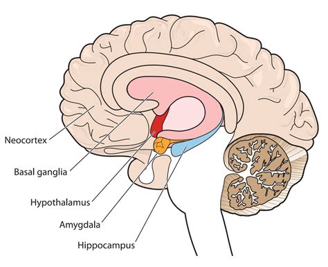 How Ptsd Affects Brain Circuitry Hprc