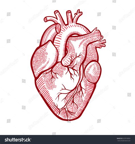 Human Anatomical Heart Made Graphic Art Stock Vector Royalty Free 337918955 Shutterstock