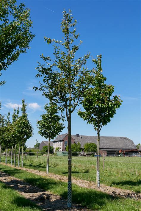 Prunus 'Accolade' | Prunus 'Accolade' - Van den Berk Nurseries