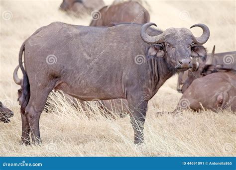 African Buffalo Syncerus Caffer Stock Image Image Of Nature