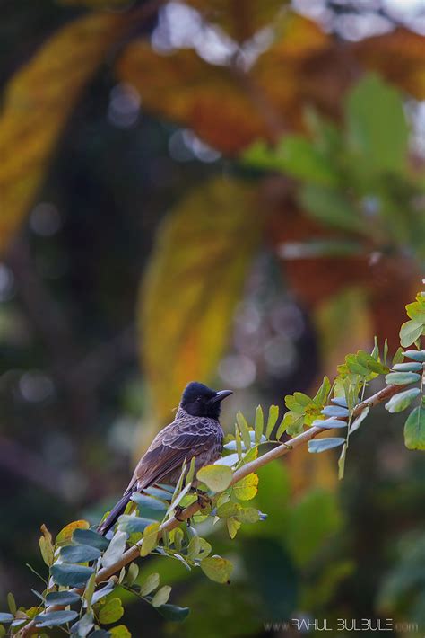 Red Vented Bulbul Rahul Bulbule Flickr