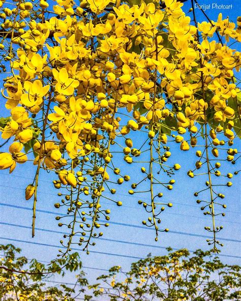 AMALTAS - Nature Nursery - Central India's Biggest Nursery in Indore