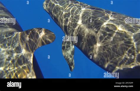 Killer whales pod Stock Videos & Footage - HD and 4K Video Clips - Alamy