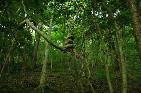 Aokigahara Forest: A Perfect Place to Die