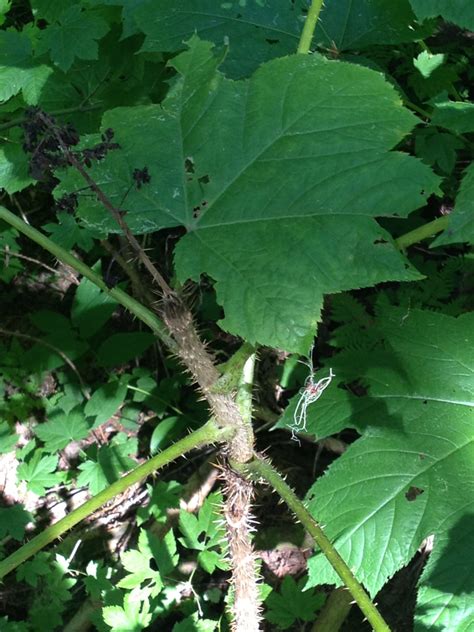 Oplopanax Horridus Yarnell Bot Med Rocks