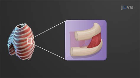 Muscles Of The Thorax Anatomy And Physiology Jove