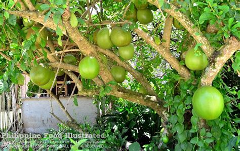 Philippine Food Illustrated: miracle fruit