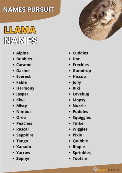 530+ Cute, Funny, & Cool Llama Names For 2024!