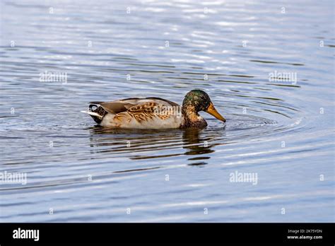 mallard wild duck anas platyrhynchos male drake  eclipse
