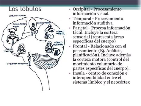 Hemisferios Cerebrales PPT Descarga Gratuita