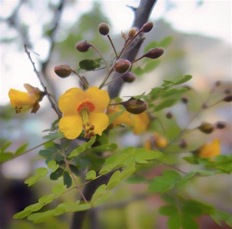 Caesalpinia “Sierra Sun”