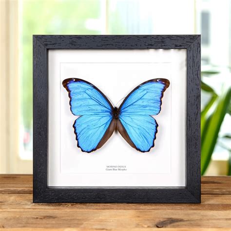 Blue Morpho Butterfly In 10 X 10 Box In Box Frame Morpho Didius