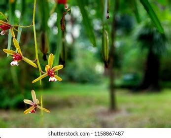 Cymbidium Finlaysonianum Images Stock Photos Vectors Shutterstock