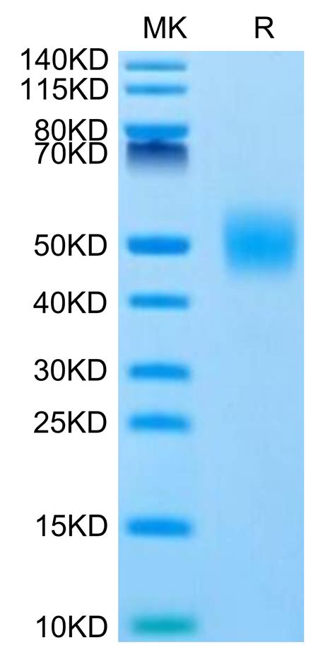 Human Fgfr1 Beta Iiic Protein Fgf Hm41c Kactus