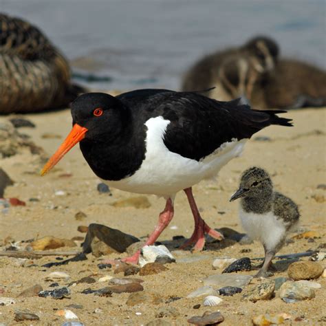 Strandskade Haematopus Ostralegus