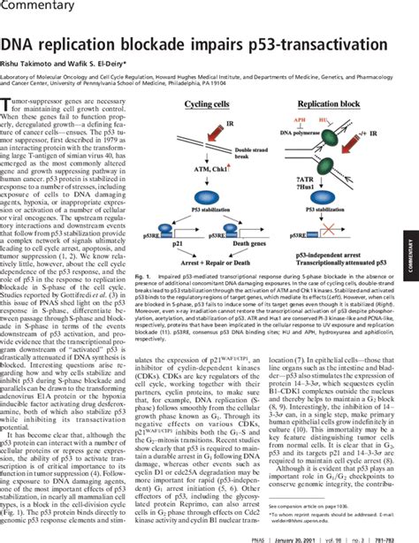 Dna Replication Blockade Impairs P53 Transactivation Pnas