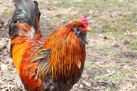 Selecting An Easter Egger Rooster With Chick Adult Roo Pics