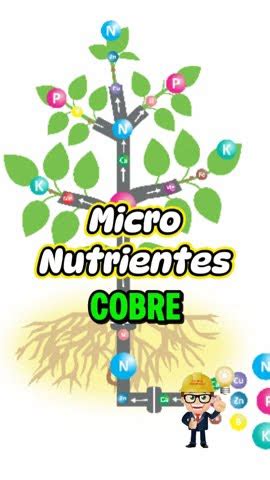 Macro Y Micronutrientes Para La Planta Youtube