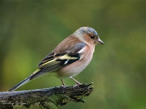 Male Chaffinch Vicky Outen Flickr