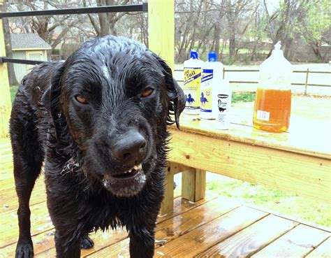 How Do You Clean A Dog Sprayed By A Skunk