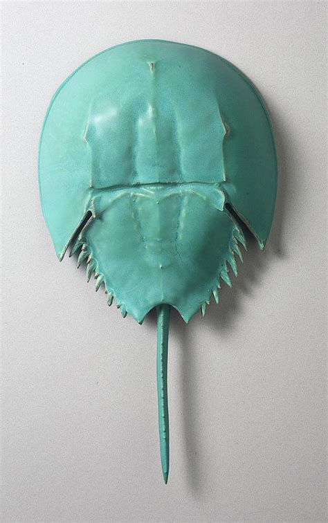 Horseshoe Crab Crafts