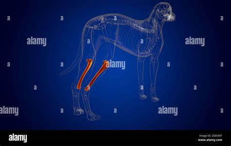 Tibia Bones Esqueleto De Perro Anatom A Para El Concepto M Dico D