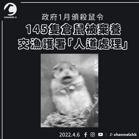 殺鼠令︱145隻倉鼠被棄養交漁護署撲殺 時事台 香港高登討論區