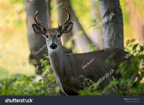 Six Point Whitetail Deer Buck Forest Stock Photo 1894996732 | Shutterstock