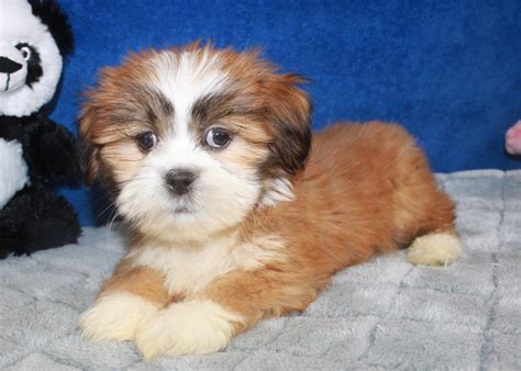 Lhasa Apso Puppies For Sale - Long Island Puppies