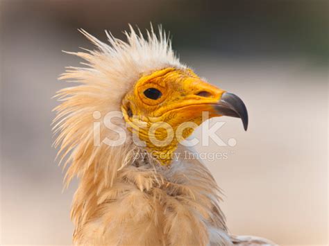 Egyptian Vulture Stock Photo | Royalty-Free | FreeImages