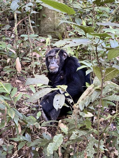 What To Pack For Chimpanzee Trekking In Kalinzu Forest