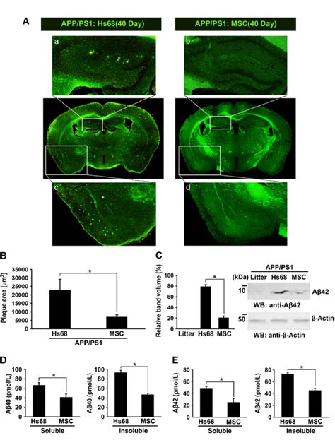 Transplantation Of Hucb Mscs Reduces A Plaques In App Ps Mice A