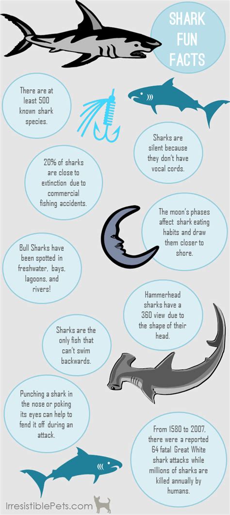 Shark week fun facts – Artofit