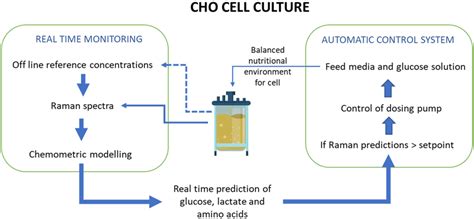 Application Of Raman Spectroscopy For Control Of Cho Cell Culture