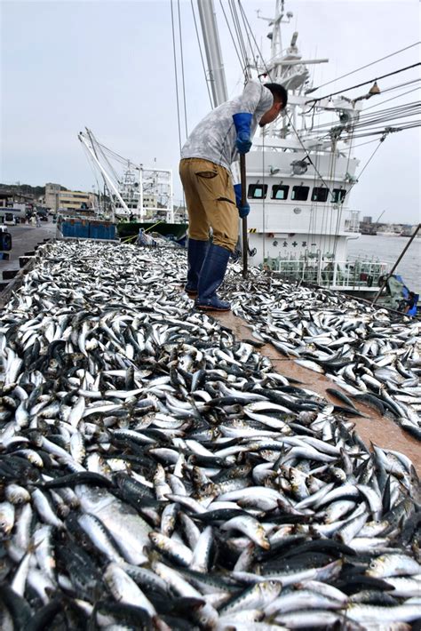 「入梅イワシ」水揚げ 銚子漁港に活気 一年で最もおいしい時季 千葉日報オンライン