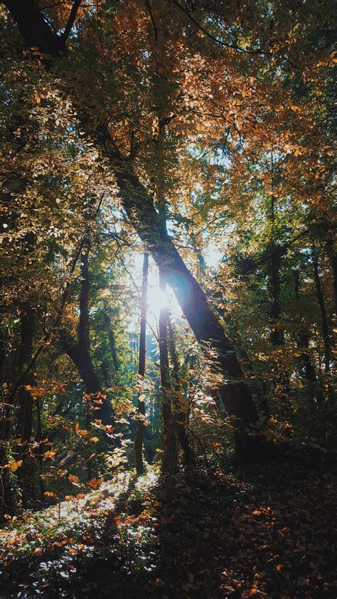 Wallpaper Sunlight Trees Forest Nature Reflection Sky