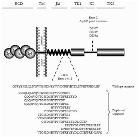 Characteristics And Prognosis Of Adult Acute Myeloid Leukemia With