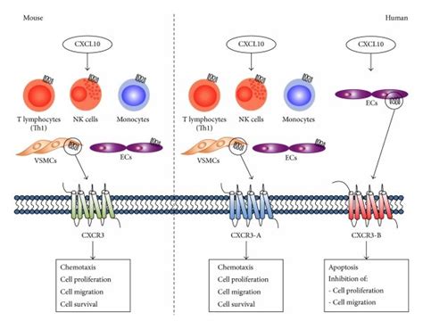 The Effect Of Cxcl10 On Cxcr3 Isoforms In Mouse And Human Tissues