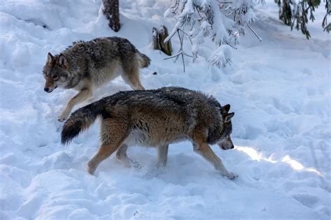 Skyddsjakt på varg i Jämtland Svensk Jakt