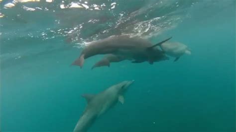 Dolphins Mating At Le Morne Mauritius Youtube