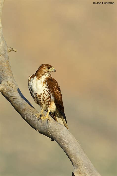 Red Tailed Hawk Joe Fuhrman Photography