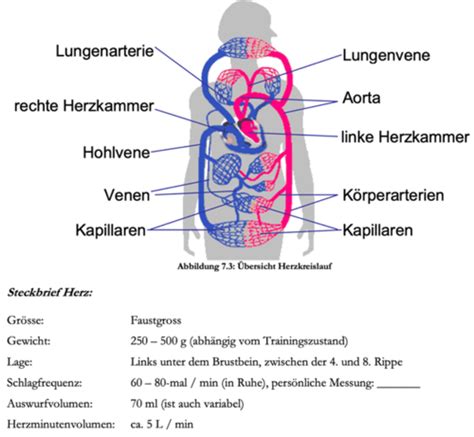 Bio 7 Herz Und Kreislaufsystem Karteikarten Quizlet