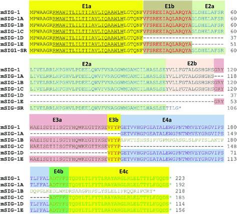 Alignment Of The Predicted Amino Acid Sequences Of The Mouse Sigmar1