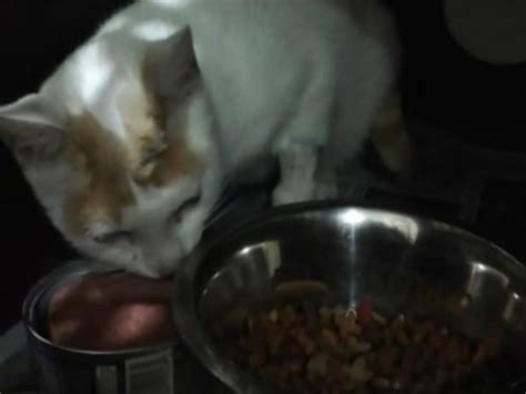 Gatita a la que le clavaron cuchillo en la cabeza no podría alimentar a