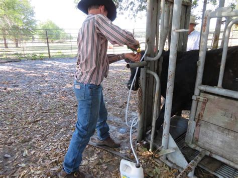 Vaccinations For Cattle An Ounce Of Prevention Uf Ifas Extension