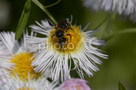 花の蜜や花粉を集める みつばち No 22544414｜写真素材なら「写真ac」無料（フリー）ダウンロードok