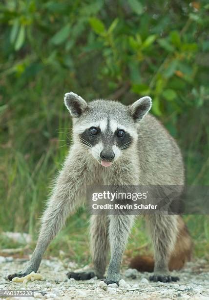 102 Mexican Racoon Stock Photos High Res Pictures And Images Getty